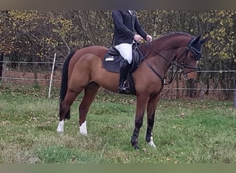 Hannoveraner, Wallach, 6 Jahre, 170 cm, Brauner