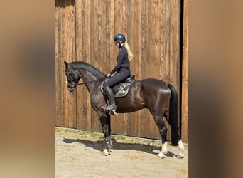 Hannoveraner, Wallach, 6 Jahre, 170 cm, Dunkelbrauner
