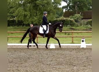 Hannoveraner, Wallach, 6 Jahre, 170 cm, Dunkelbrauner