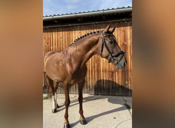 Hannoveraner, Wallach, 6 Jahre, 170 cm, Dunkelfuchs