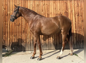 Hannoveraner, Wallach, 6 Jahre, 170 cm, Dunkelfuchs