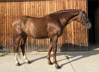 Hannoveraner, Wallach, 6 Jahre, 170 cm, Dunkelfuchs
