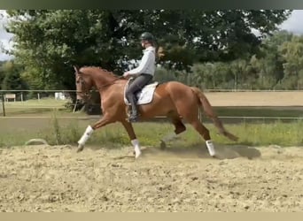 Hannoveraner, Wallach, 6 Jahre, 170 cm, Fuchs