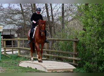 Hannoveraner, Wallach, 6 Jahre, 170 cm, Fuchs
