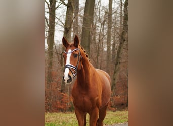 Hannoveraner, Wallach, 6 Jahre, 170 cm, Fuchs