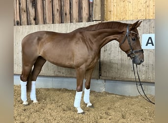 Hannoveraner, Wallach, 6 Jahre, 170 cm, Fuchs