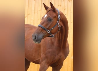 Hannoveraner, Wallach, 6 Jahre, 170 cm, Fuchs