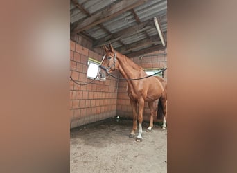 Hannoveraner, Wallach, 6 Jahre, 170 cm, Fuchs