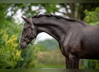 Hannoveraner, Wallach, 6 Jahre, 170 cm, Rappe
