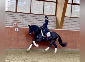 Hannoveraner, Wallach, 6 Jahre, 170 cm, Rappe