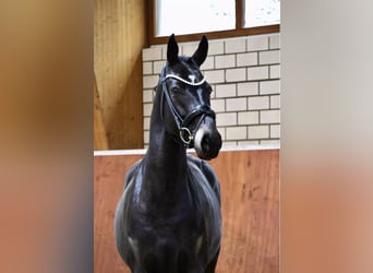 Hannoveraner, Wallach, 6 Jahre, 170 cm, Rappe