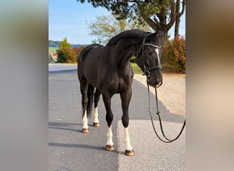 Hannoveraner, Wallach, 6 Jahre, 170 cm, Rappe
