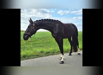 Hannoveraner, Wallach, 6 Jahre, 170 cm, Rappe