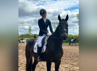 Hannoveraner, Wallach, 6 Jahre, 170 cm, Schwarzbrauner