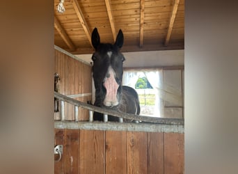 Hannoveraner, Wallach, 6 Jahre, 170 cm, Schwarzbrauner