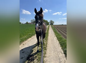 Hannoveraner, Wallach, 6 Jahre, 170 cm, Schwarzbrauner