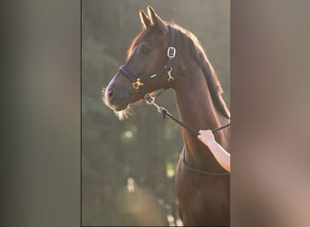 Hannoveraner, Wallach, 6 Jahre, 170 cm, Schwarzbrauner