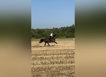 Hannoveraner, Wallach, 6 Jahre, 170 cm, Schwarzbrauner