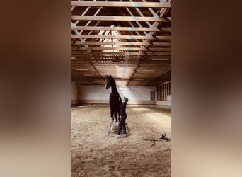 Hannoveraner, Wallach, 6 Jahre, 170 cm, Schwarzbrauner