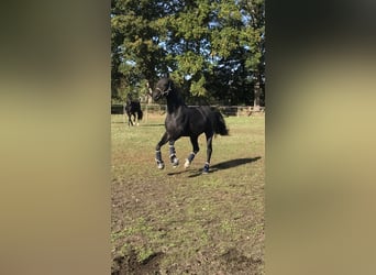 Hannoveraner, Wallach, 6 Jahre, 170 cm, Schwarzbrauner