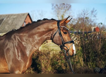 Hannoveraner, Wallach, 6 Jahre, 171 cm, Brauner