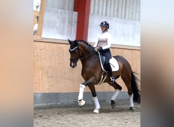 Hannoveraner, Wallach, 6 Jahre, 171 cm, Brauner