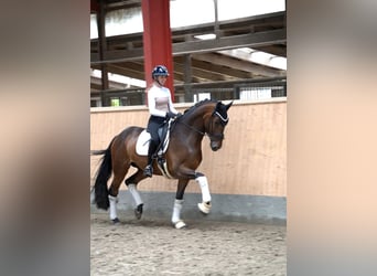 Hannoveraner, Wallach, 6 Jahre, 171 cm, Brauner
