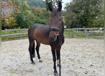 Hannoveraner, Wallach, 6 Jahre, 171 cm, Dunkelbrauner