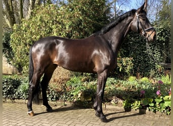 Hannoveraner, Wallach, 6 Jahre, 171 cm, Dunkelbrauner