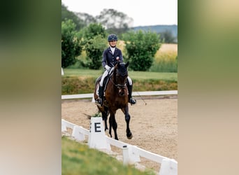 Hannoveraner, Wallach, 6 Jahre, 171 cm, Dunkelbrauner