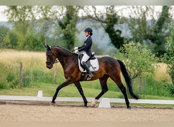 Hannoveraner, Wallach, 6 Jahre, 171 cm, Dunkelbrauner