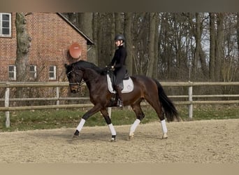 Hannoveraner, Wallach, 6 Jahre, 171 cm, Dunkelbrauner