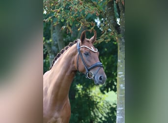Hannoveraner, Wallach, 6 Jahre, 171 cm, Fuchs