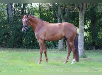 Hannoveraner, Wallach, 6 Jahre, 171 cm, Fuchs