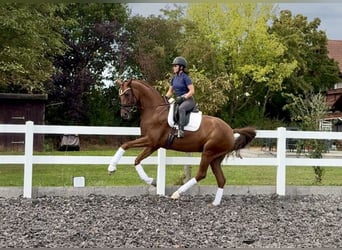 Hannoveraner, Wallach, 6 Jahre, 171 cm, Fuchs