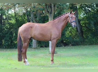 Hannoveraner, Wallach, 6 Jahre, 171 cm, Fuchs