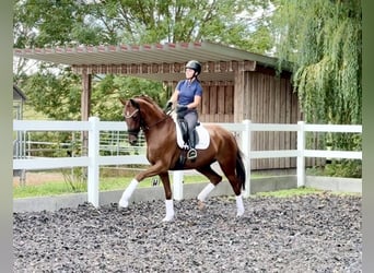 Hannoveraner, Wallach, 6 Jahre, 171 cm, Fuchs