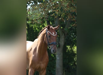 Hannoveraner, Wallach, 6 Jahre, 171 cm, Fuchs