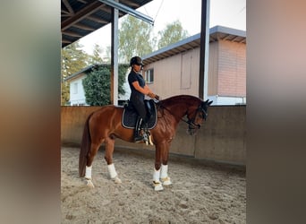 Hannoveraner, Wallach, 6 Jahre, 171 cm, Fuchs