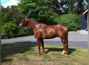 Hannoveraner, Wallach, 6 Jahre, 171 cm, Fuchs