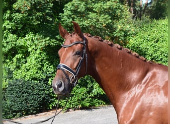 Hannoveraner, Wallach, 6 Jahre, 171 cm, Fuchs