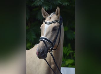 Hannoveraner, Wallach, 6 Jahre, 171 cm, Palomino