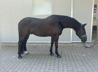 Hannoveraner, Wallach, 6 Jahre, 171 cm, Rappe