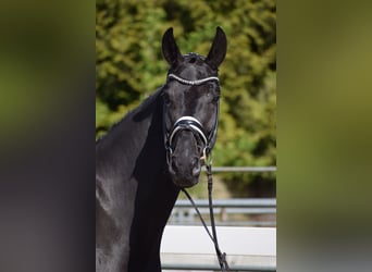 Hannoveraner, Wallach, 6 Jahre, 171 cm, Rappe