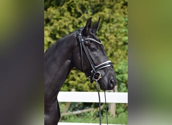 Hannoveraner, Wallach, 6 Jahre, 171 cm, Rappe
