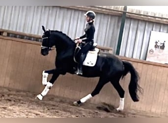 Hannoveraner, Wallach, 6 Jahre, 171 cm, Rappe