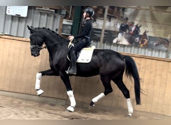 Hannoveraner, Wallach, 6 Jahre, 171 cm, Rappe