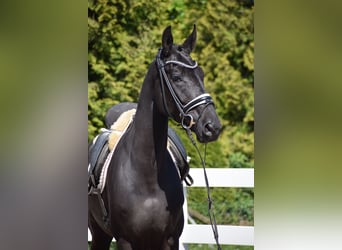 Hannoveraner, Wallach, 6 Jahre, 171 cm, Rappe