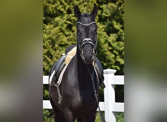 Hannoveraner, Wallach, 6 Jahre, 171 cm, Rappe