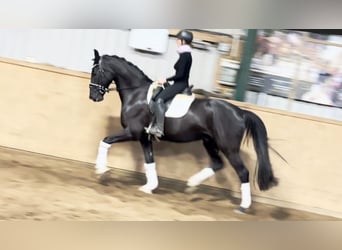 Hannoveraner, Wallach, 6 Jahre, 171 cm, Rappe